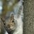 Angry_squirrel