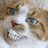 TaC0CaT