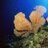 Sea Sponge
