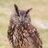 Owlish52